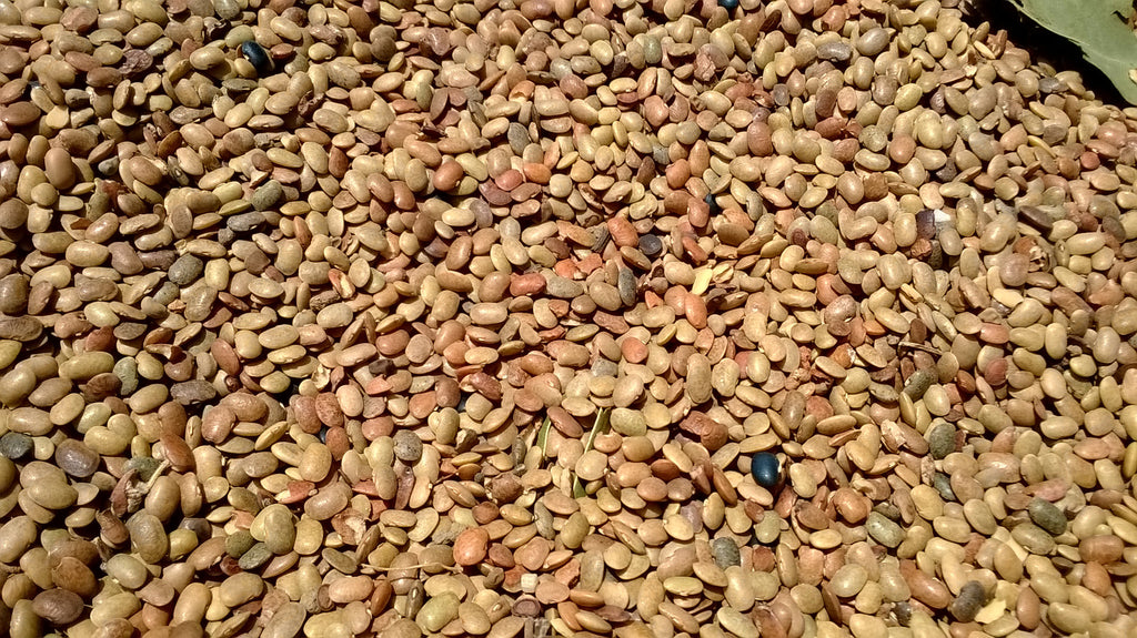 Organic Horse gram - Kuleeth / Kulthi / Huruli / Ulavalu (500 gms)