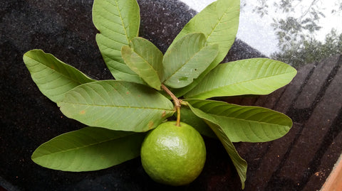 Guava Leaf Powder